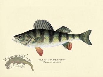 Perch - Yellow or Barred